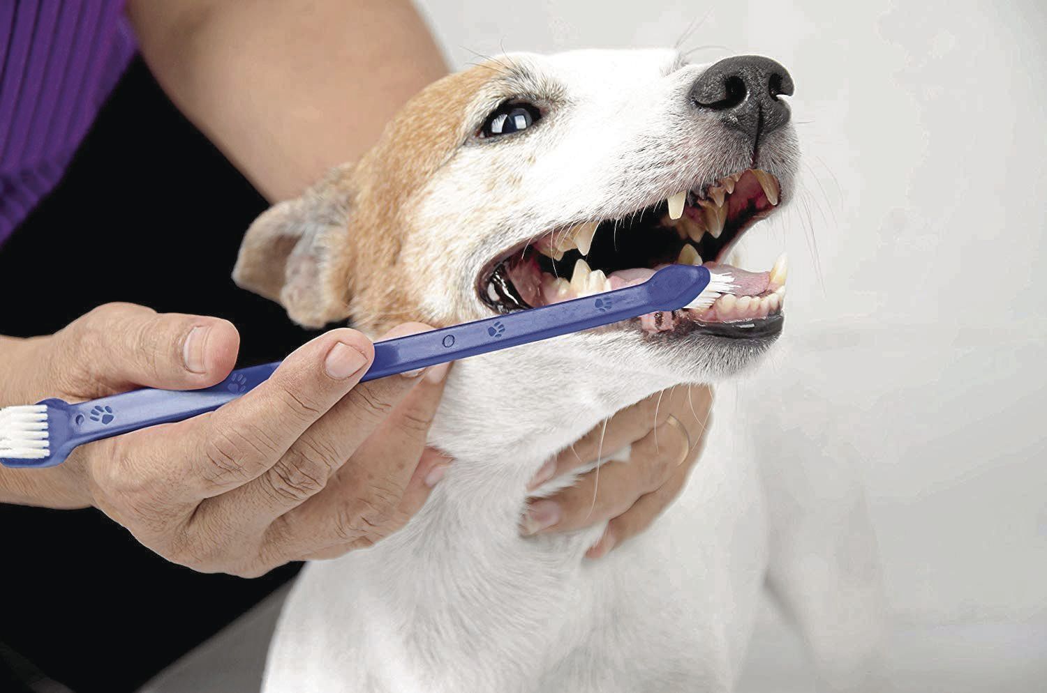 What should I look for when I look in my dog’s mouth?